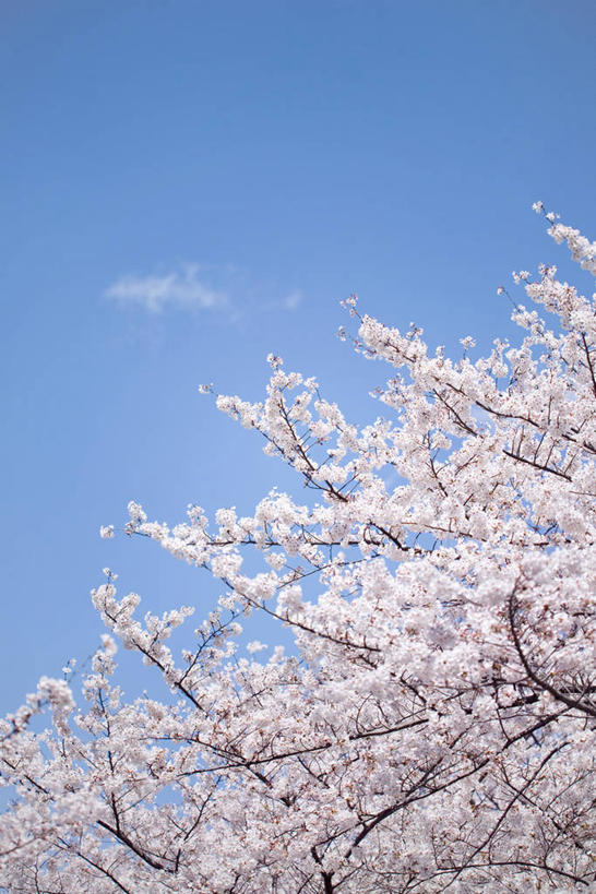 无人,竖图,室外,白天,仰视,旅游,度假,幸福,纯洁,美景,植物,樱花,日本,亚洲,阴影,盛开,光线,影子,景观,云,云朵,花蕾,云彩,娱乐,花,花瓣,花朵,鲜花,树,树木,粉色,蓝色,绿色,白云,蓝天,天空,阳光,自然,天,花苞,花蕊,享受,休闲,景色,放松,生长,晴朗,成长,等待,生命,自然风光,东亚,日本国,仙樱花,福岛樱,青肤樱,高尚,热烈,晴空,荆桃,彩图,低角度拍摄,日本樱花,东京樱花,染井吉野