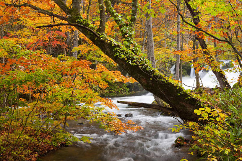 无人,横图,室外,白天,正面,旅游,度假,河流,美景,秋季,森林,树林,水,植物,叶子,日本,亚洲,阴影,光线,影子,河水,景观,水流,枯叶,落叶,娱乐,树,树木,绿色,小溪,阳光,自然,溪水,享受,休闲,景色,放松,生长,成长,自然风光,东亚,本州,本州岛,日本国,青森,青森县,东北地方,奥入濑溪谷,十和田市,十和田,叶,叶片,秋,秋天,彩图