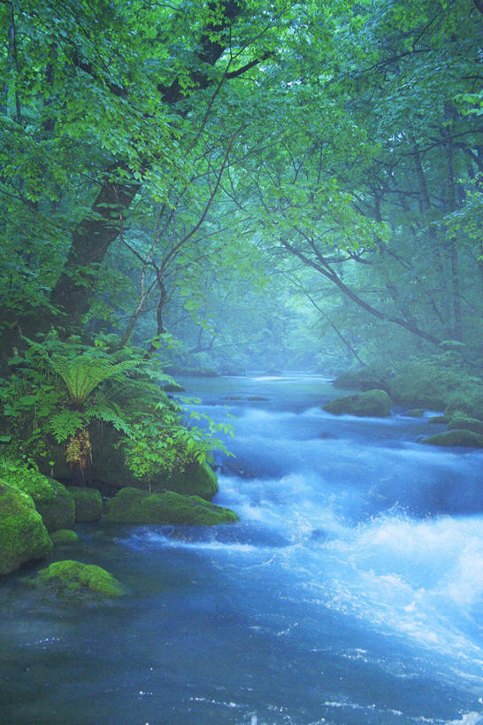 无人,竖图,室外,白天,正面,旅游,度假,河流,美景,森林,树林,水,植物,雾,日本,亚洲,朦胧,模糊,河水,景观,水流,青苔,苔藓,娱乐,树,树木,绿色,小溪,自然,溪水,享受,休闲,景色,放松,生长,成长,迷雾,自然风光,东亚,本州,本州岛,日本国,青森,青森县,东北地方,奥入濑溪谷,十和田市,十和田,大雾,彩图