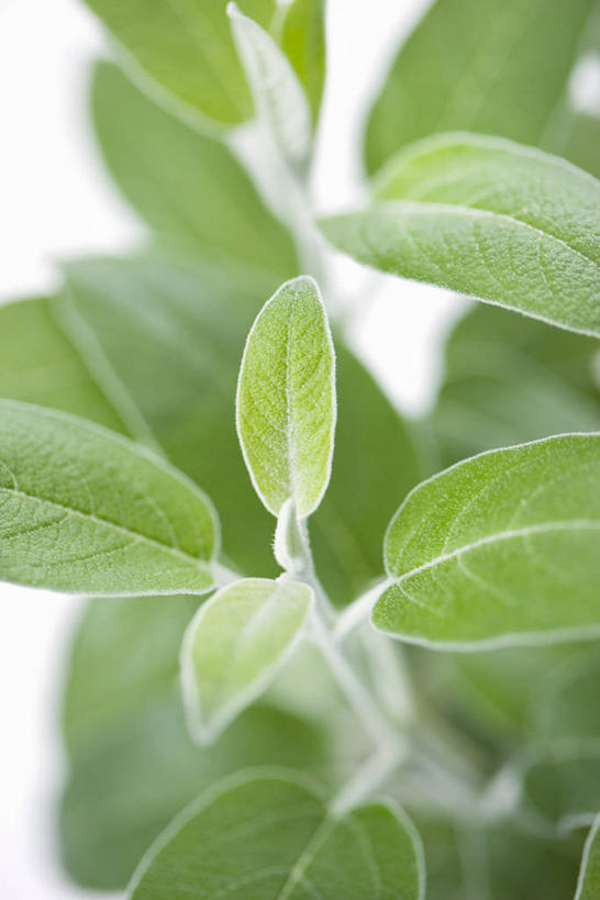 无人,家庭,竖图,室内,特写,白天,正面,智慧,植物,叶子,阴影,朦胧,模糊,反射,纹理,影子,绿叶,绿色,嫩叶,鼠尾草,肌理,理性,叶,叶片,叶脉,彩图