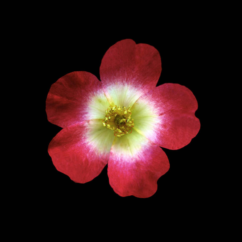 无人,横图,室内,特写,白天,正面,爱情,幸福,纯洁,热情,玫瑰,黑色背景,盛开,玫瑰花,浪漫,花蕾,花,花瓣,花朵,鲜花,一朵,红色,花苞,花蕊,温暖,温馨,恩爱,摄影,红玫瑰,影棚,和睦,感动,尊敬,天真,刺玫花,徘徊花,彩图,影棚拍摄,拍摄,融洽