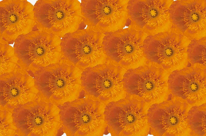 无人,横图,室内,白天,正面,幸福,数码,科技,植物,罂粟,阴影,盛开,网络,草药,高光,几何,计算机图形,辉煌,合成,花蕾,中药,花,花瓣,花朵,鲜花,花苞,花蕊,温暖,橙色,活泼,华丽,暖色,电脑合成图,数码合成图,毒品,加利福尼亚罂粟,合成图,药材,中草药,温情,中药材,本草,写实,具体,具象,止痛,镇静,安眠,火罂粟,加州罂粟,炽热,响亮,跃动,甜蜜,罂粟花,米囊花,彩图,愉快