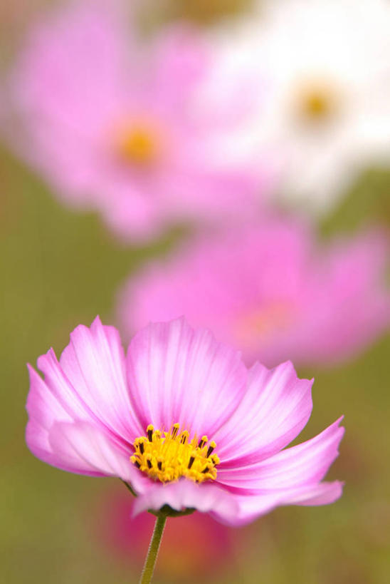 无人,竖图,俯视,室外,特写,白天,自由,幸福,美景,朦胧,模糊,盛开,景观,波斯菊,花蕾,花,花瓣,花朵,鲜花,粉色,自然,花苞,花蕊,清洁,菊花,景色,大波斯菊,吉祥,自然风光,高洁,秋英,格桑花,秋樱,扫帚梅,八瓣梅,初恋,多情,彩图,高角度拍摄,时光