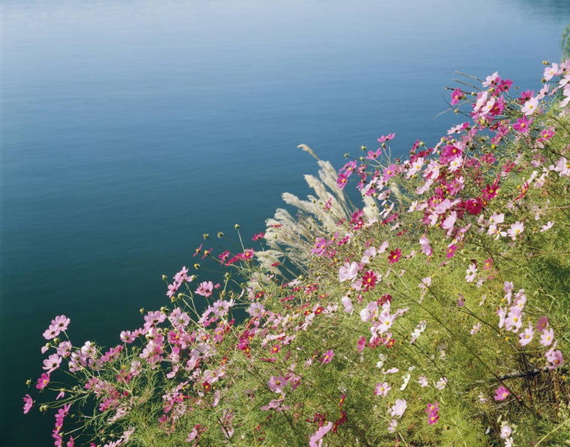 无人,横图,俯视,室外,白天,旅游,度假,自由,幸福,海浪,海洋,花海,花圃,美景,植物,叶子,日本,亚洲,阴影,盛开,光线,影子,景观,浪花,波斯菊,花蕾,娱乐,花,花瓣,花朵,花卉,鲜花,粉色,绿色,阳光,自然,海水,花丛,花束,花田,花苞,花蕊,清洁,享受,休闲,菊花,景色,放松,大波斯菊,吉祥,自然风光,海景,东亚,本州,本州岛,日本国,中部地方,山梨,山梨县,高洁,秋英,格桑花,秋樱,扫帚梅,八瓣梅,初恋,多情,富士五湖,大海,风浪,海,海水的波动,近岸浪,涌浪,彩图,高角度拍摄,河口湖,南都留郡,富士河口湖町,时光