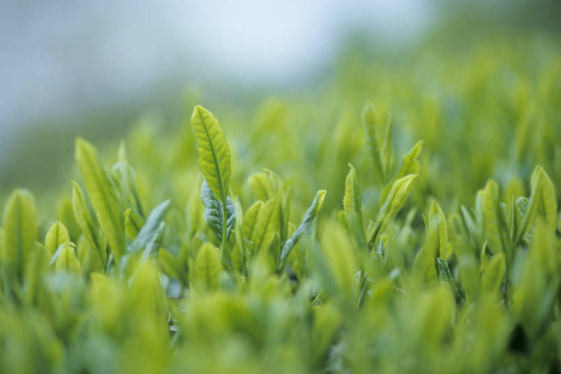 无人,横图,室外,特写,白天,正面,幸福,美景,茶,叶子,朦胧,模糊,景观,茶叶,绿叶,娱乐,茶园,自然,享受,休闲,温馨,嫩叶,景色,放松,乐趣,提神,舒适,自然风光,醒脑,茶场,叶,叶片,彩图
