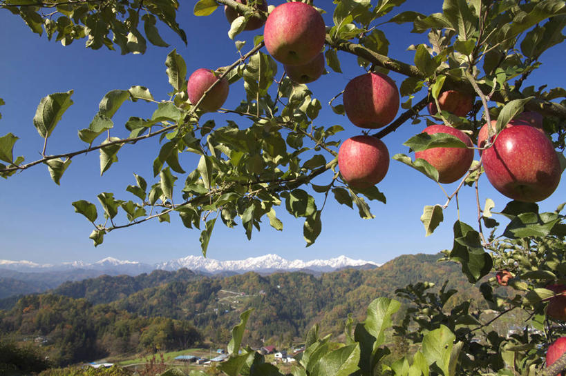 无人,横图,室外,白天,正面,旅游,度假,美景,山,山脉,植物,苹果,水果,叶子,长野县,日本,亚洲,吊挂,悬挂,阴影,新鲜,光线,影子,景观,山峰,生食,食品,果实,果树,绿叶,山峦,挂,娱乐,树,树木,食物,红色,蓝色,绿色,蓝天,天空,阳光,自然,群山,天,享受,休闲,嫩叶,景色,放松,有机食品,绿色食品,生长,晴朗,成长,自然风光,东亚,本州,万里无云,本州岛,日本国,中部地方,长野,叶,叶片,晴空,晴空万里,彩图