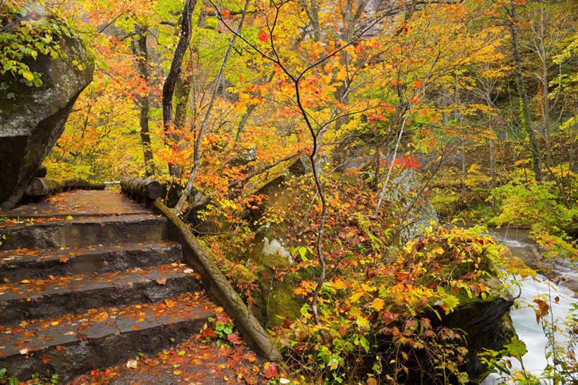 无人,横图,室外,白天,正面,旅游,度假,河流,石头,美景,秋季,森林,树林,水,植物,楼梯,叶子,日本,亚洲,石子,阶梯,河水,景观,水流,枯叶,落叶,娱乐,台阶,树,树木,绿色,小溪,自然,溪水,享受,休闲,景色,放松,生长,成长,自然风光,东亚,本州,本州岛,日本国,青森,青森县,东北地方,奥入濑溪谷,十和田市,十和田,叶,叶片,石块,岩石,秋,秋天,彩图