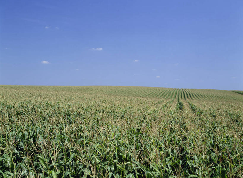 无人,农田,横图,室外,白天,正面,旅游,度假,庄稼,农作物,玉米,美景,蔬菜,美国,阴影,新鲜,光线,棒子,影子,地平线,景观,云,云朵,辽阔,玉蜀黍,食品,地面,云彩,娱乐,食物,蓝色,白云,蓝天,天空,阳光,自然,天,享受,休闲,广阔,景色,放松,有机食品,绿色食品,晴朗,一望无际,苞米,北美,北美洲,自然风光,延伸,美洲,苞芦,苞谷,天地相交,北亚美利加洲,亚美利加洲,包谷,大蜀黍,番麦,薏米包,玉高粱,玉麦,珍珠米,爱荷华州,艾奥瓦,艾奥瓦州,爱我华州,衣阿华州,鹰眼州,美国粮仓,无边无际,一马平川,晴空,玉米田,彩图,耕地,庄稼田,美利坚合众国