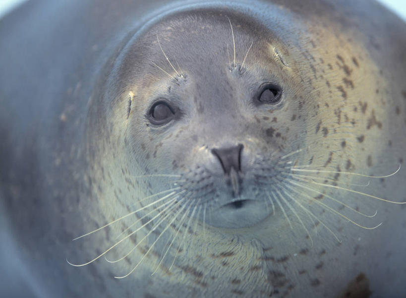 无人,横图,俯视,室外,特写,白天,美景,哺乳动物,海豹,野生动物,阴影,朦胧,模糊,反射,影子,景观,注视,一只,自然,动物,观察,看,景色,可爱,活泼,观看,察看,关注,自然风光,斑海豹,抬头,仰头,半身,彩图,高角度拍摄