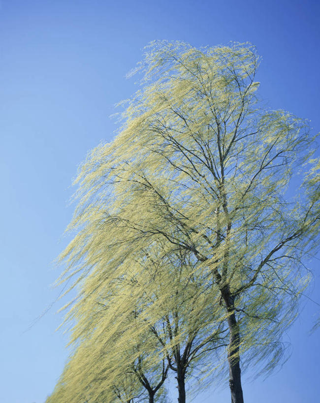 无人,竖图,室外,白天,仰视,美景,树林,植物,柳树,日本,亚洲,阴影,光线,影子,景观,垂柳,树,树木,蓝色,绿色,蓝天,天空,阳光,自然,天,景色,生长,晴朗,成长,自然风光,东亚,本州,万里无云,关东地方,本州岛,日本国,栃木,栃木县,倒挂柳,晴空,晴空万里,垂枝柳,彩图,低角度拍摄