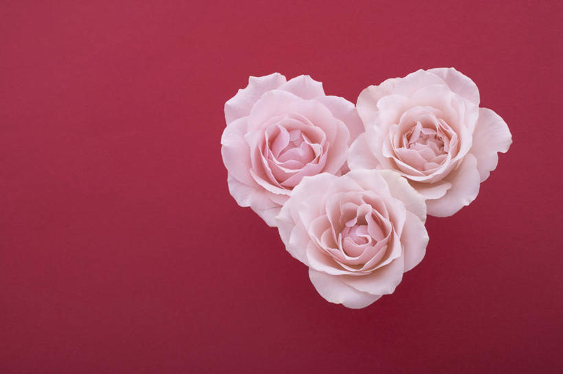 无人,横图,室内,特写,白天,正面,爱情,幸福,纯洁,热情,玫瑰,三朵,粉色背景,盛开,玫瑰花,浪漫,花蕾,花,花瓣,花朵,鲜花,粉色,花苞,花蕊,温暖,温馨,恩爱,摄影,影棚,和睦,感动,粉玫瑰,尊敬,天真,刺玫花,徘徊花,彩图,影棚拍摄,拍摄,融洽