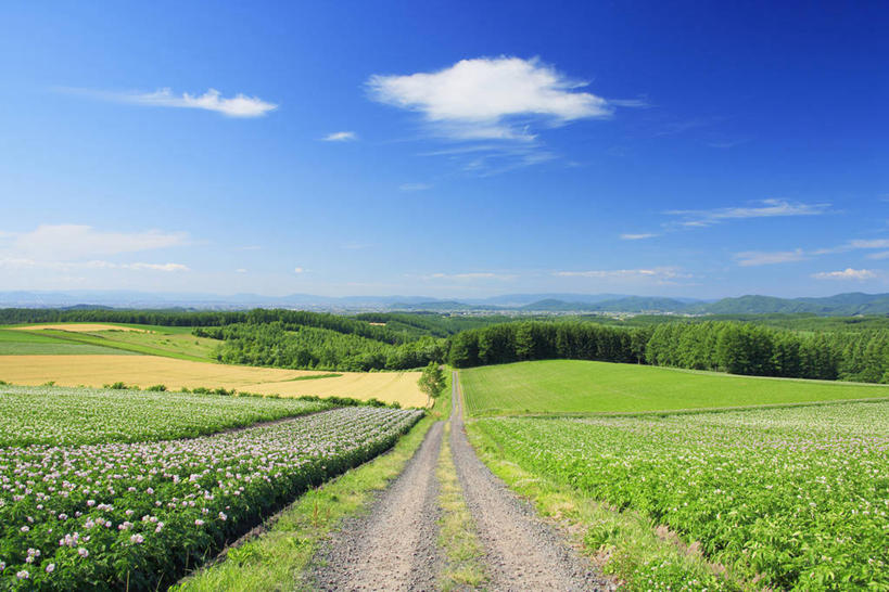 无人,横图,室外,白天,正面,旅游,度假,草地,草坪,美景,树林,植物,道路,路,北海道,日本,亚洲,阴影,光线,影子,景观,云,云朵,小路,交通,云彩,娱乐,草,树,树木,蓝色,绿色,白云,蓝天,天空,阳光,自然,天,享受,休闲,景色,放松,生长,晴朗,成长,自然风光,东亚,日本国,北海道地方,北海道岛,旭川,道北,晴空,彩图,上川综合振兴局,振兴局,旭川市