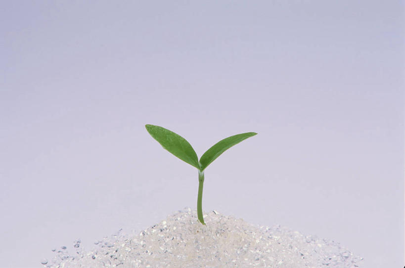 无人,横图,室内,特写,白天,正面,植物,生气,幼苗,绿色,自然,嫩芽,活力,摄影,朝气,影棚,生长,成长,生机,希望,一株,新苗,彩图,影棚拍摄,拍摄