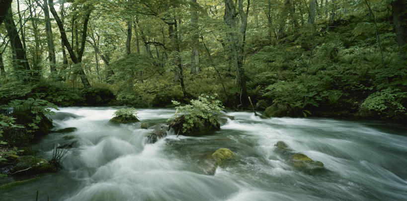无人,横图,室外,白天,正面,旅游,度假,河流,石头,美景,森林,树林,水,植物,日本,亚洲,飞溅,溅,石子,液体,河水,景观,水滴,水流,娱乐,水珠,树,树木,绿色,小溪,自然,溪水,享受,休闲,景色,放松,生长,成长,喷洒,自然风光,东亚,本州,本州岛,日本国,青森,青森县,东北地方,奥入濑溪谷,十和田市,十和田,石块,岩石,彩图