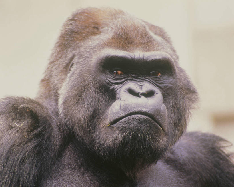 头,无人,横图,室外,特写,白天,正面,美景,哺乳动物,野生动物,猩猩,阴影,朦胧,模糊,光线,影子,景观,注视,一只,黑色,阳光,自然,动物,观察,看,景色,观看,察看,关注,自然风光,大猩猩,金刚猩猩,头部,半身,彩图