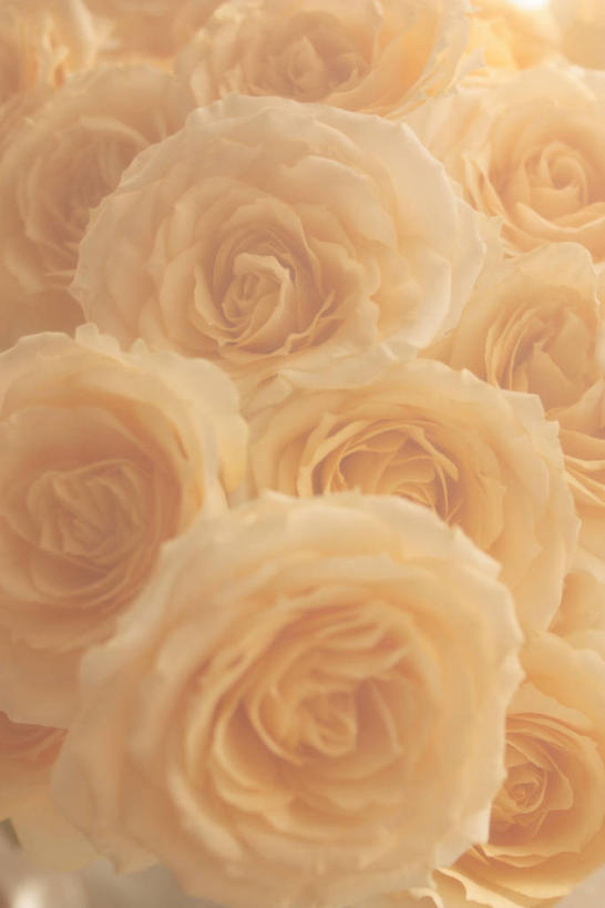 无人,竖图,室内,特写,白天,正面,爱情,幸福,纯洁,热情,玫瑰,许多,盛开,玫瑰花,很多,浪漫,花蕾,花,花瓣,花朵,鲜花,粉色,花苞,花蕊,温暖,温馨,恩爱,和睦,感动,粉玫瑰,尊敬,天真,刺玫花,徘徊花,彩图,融洽