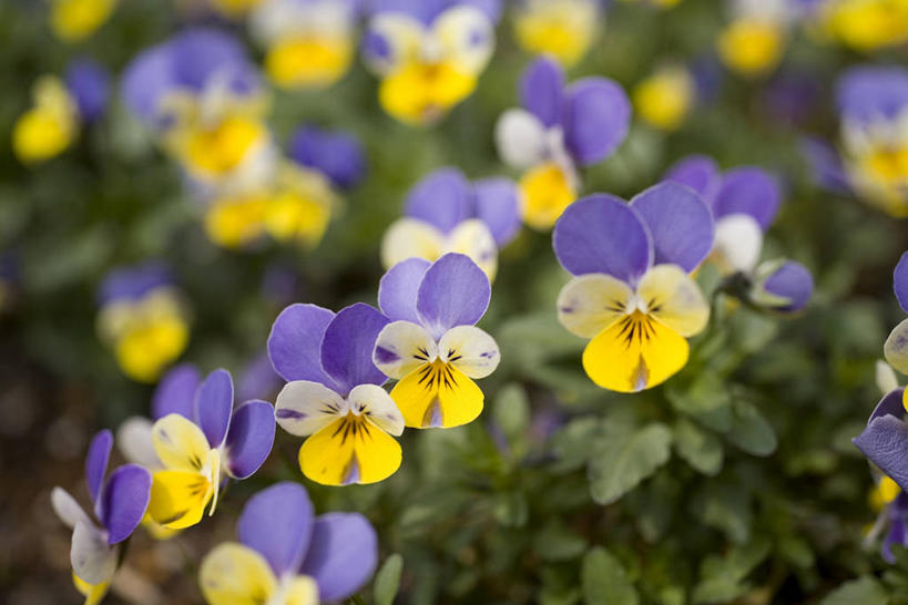 无人,横图,俯视,室外,特写,白天,幸福,花海,花圃,美景,植物,紫罗兰,叶子,阴影,朦胧,模糊,盛开,光线,影子,景观,清凉,花蕾,花,花瓣,花朵,花卉,鲜花,黄色,绿色,紫色,白色,阳光,自然,花丛,花束,花田,夏天,花苞,花蕊,景色,自然风光,三色紫罗兰,永恒,质朴,美德,纯爱,草紫罗兰,草桂花,彩图,高角度拍摄