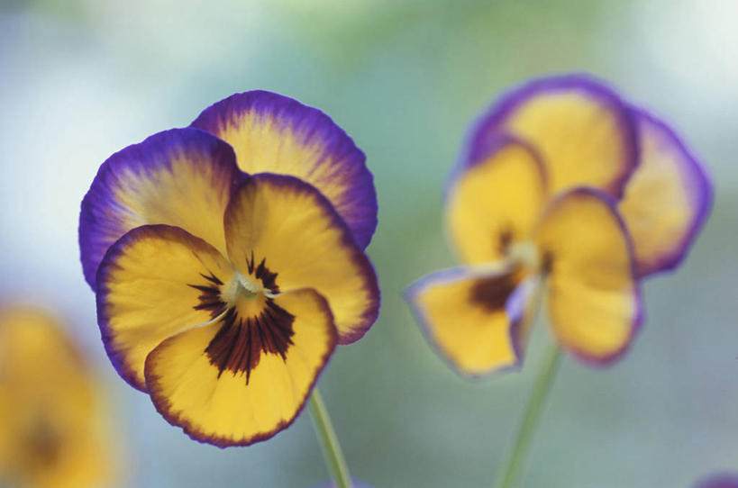 无人,横图,室外,特写,白天,正面,幸福,美景,紫罗兰,三朵,阴影,朦胧,模糊,盛开,光线,影子,景观,清凉,花蕾,花,花瓣,花朵,鲜花,黄色,紫色,阳光,自然,夏天,花苞,花蕊,景色,自然风光,三色紫罗兰,永恒,质朴,美德,纯爱,草紫罗兰,草桂花,彩图