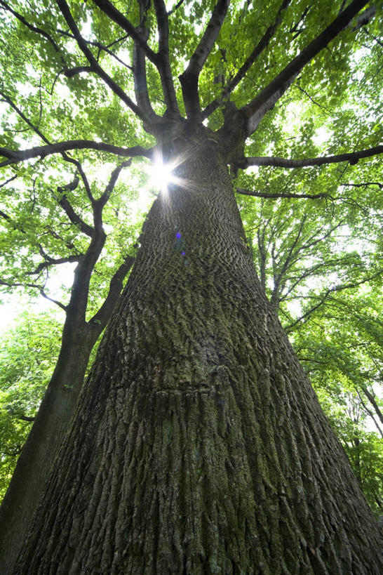 无人,竖图,室外,白天,仰视,美景,太阳,植物,阴影,光线,影子,景观,树桩,树,树干,树木,绿色,天空,阳光,自然,天,木桩,景色,生长,成长,自然风光,郁金香树,彩图,低角度拍摄,镜头光晕,透镜闪耀,眩光