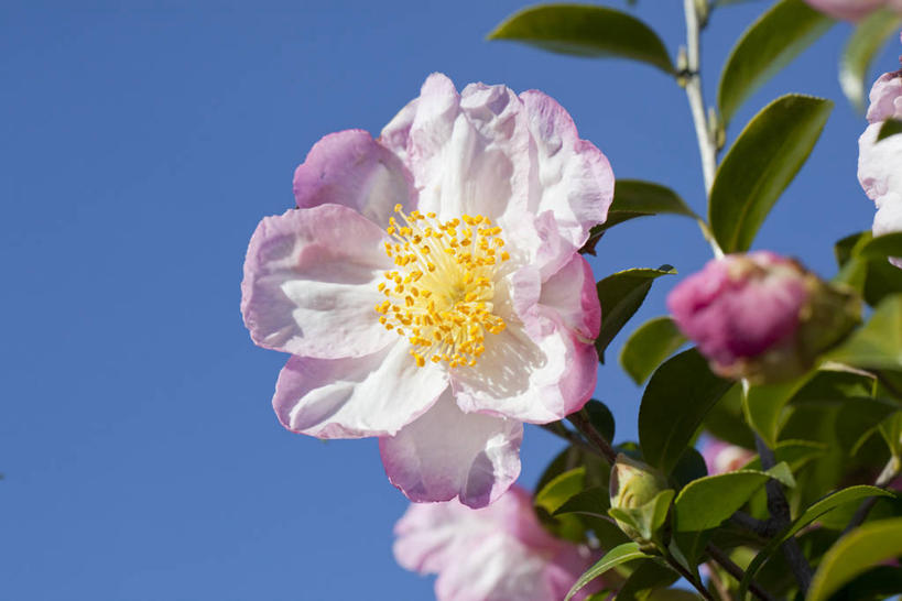 无人,横图,室外,特写,白天,仰视,美景,山茶花,叶子,阴影,盛开,光线,影子,景观,绿叶,枝条,花蕾,花,花瓣,花朵,鲜花,树枝,粉色,蓝色,蓝天,天空,阳光,自然,天,花苞,花蕊,嫩叶,景色,晴朗,自然风光,万里无云,玉茗花,耐冬,海石榴,茶梅,虬枝,枝杈,茶花,叶,叶片,晴空,晴空万里,彩图,低角度拍摄