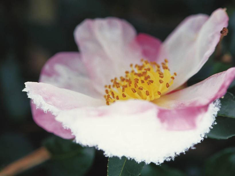 无人,横图,俯视,室外,特写,白天,美景,山茶花,叶子,朦胧,模糊,盛开,景观,绿叶,花蕾,花,花瓣,花朵,鲜花,一朵,粉色,黄色,自然,花苞,花蕊,嫩叶,景色,自然风光,玉茗花,耐冬,海石榴,茶梅,茶花,叶,叶片,彩图,高角度拍摄