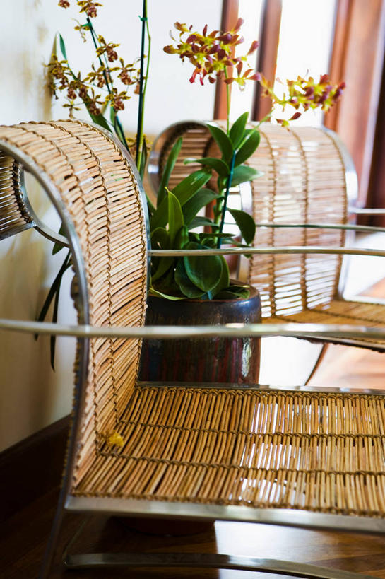 无人,交叉,竖图,室内,白天,正面,植物,椅子,阴影,盛开,编织,反射,盆栽,影子,墙,藤椅,盆景,花蕾,墙壁,墙面,花,花瓣,花朵,鲜花,绿色,自然,花苞,花蕊,生长,成长,交织,穿插,彩图