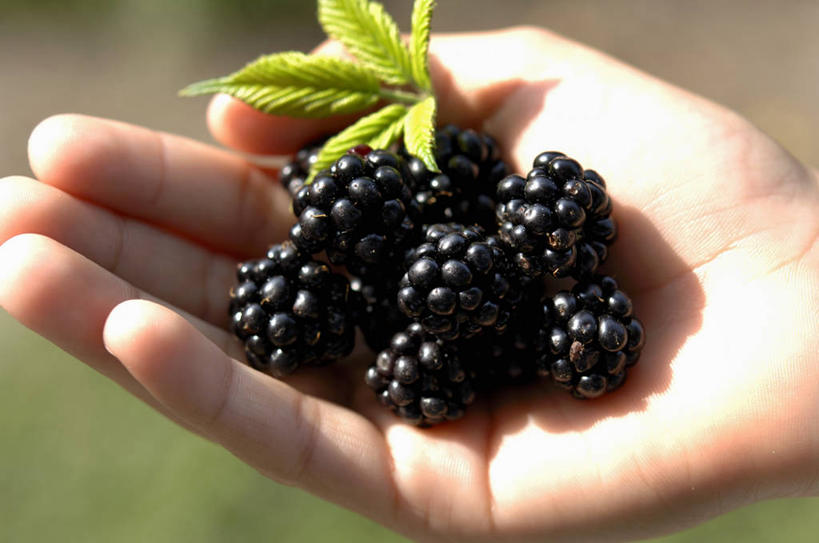 西方人,手,一个人,捧,横图,俯视,室外,特写,白天,黑莓,水果,叶子,欧洲,欧洲人,仅一个年轻女性,仅一个女性,仅一个人,一堆,许多,阴影,堆叠,堆积,朦胧,模糊,新鲜,光线,影子,生食,食品,果实,绿叶,食物,黑色,阳光,手部,嫩叶,有机食品,绿色食品,堆,单手,露莓,年轻女性,女人,女性,白种人,叶,叶片,端,端着,捧着,手捧,半身,彩图,高角度拍摄