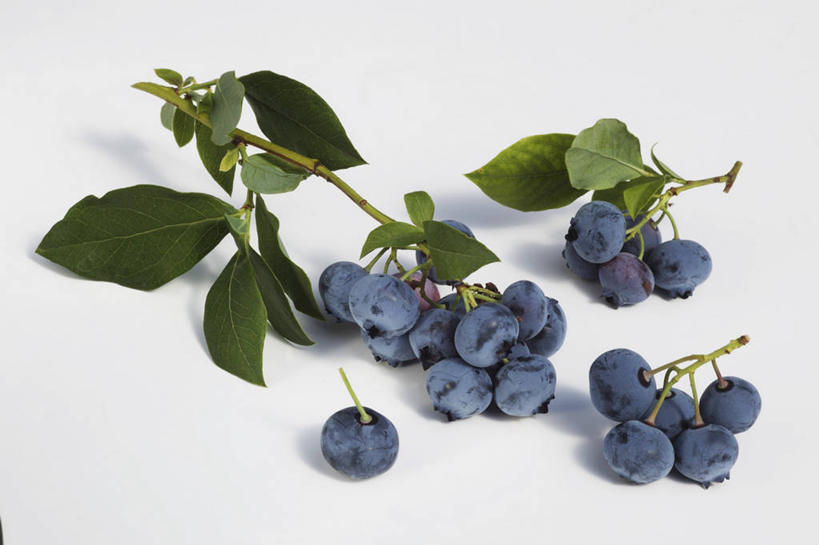 无人,横图,俯视,室内,特写,白天,白色背景,餐桌,桌子,浆果,蓝莓,水果,叶子,阴影,新鲜,反射,影子,生食,食品,果实,绿叶,食物,紫色,嫩叶,摄影,有机食品,绿色食品,影棚,餐台,叶,叶片,山都柿,蓝浆果,蓝靛果,彩图,高角度拍摄,影棚拍摄,拍摄