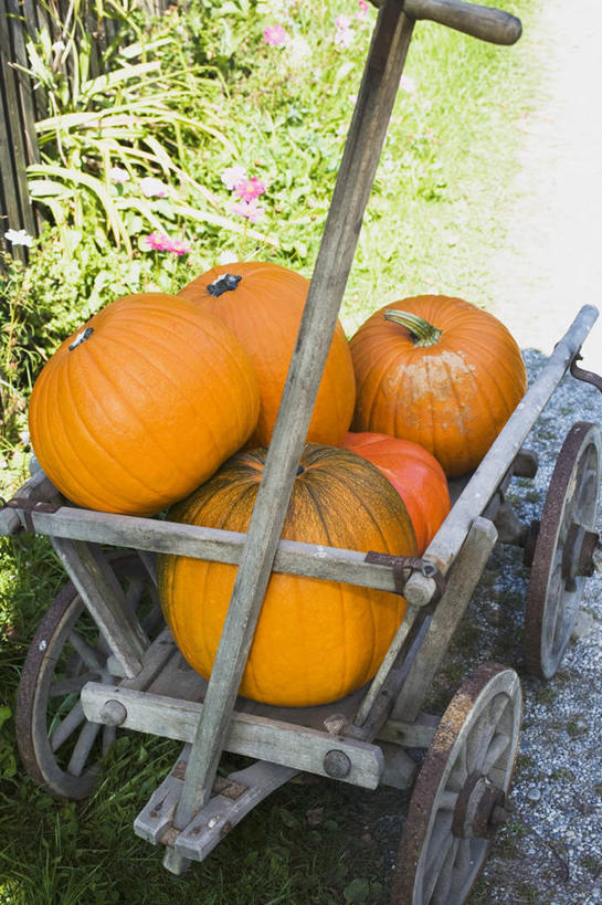 无人,竖图,俯视,室外,特写,白天,草地,植物,南瓜,蔬菜,一堆,堆叠,堆积,新鲜,金瓜,食品,番瓜,车,草,食物,绿色,手推车,交通工具,橙色,有机食品,绿色食品,独轮车,堆,麦瓜,倭瓜,载具,彩图,高角度拍摄