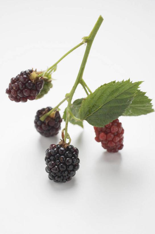 无人,竖图,俯视,室内,特写,白天,白色背景,餐桌,桌子,黑莓,水果,叶子,阴影,新鲜,反射,影子,生食,食品,果实,绿叶,食物,四个,嫩叶,摄影,有机食品,绿色食品,影棚,餐台,露莓,叶,叶片,彩图,高角度拍摄,影棚拍摄,拍摄