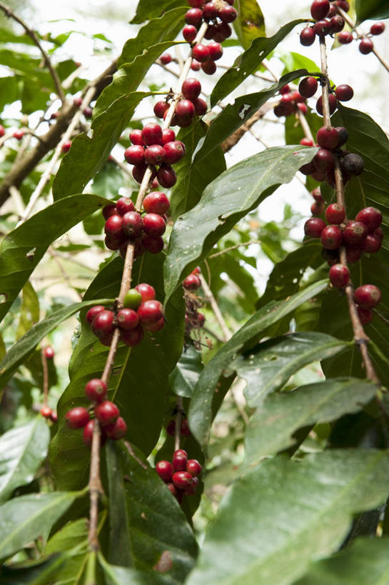 咖啡,无人,果园,竖图,室外,特写,白天,仰视,田园,植物,豆,叶子,吊挂,悬挂,朦胧,模糊,纹理,豆类,豆子,果树,绿叶,挂,树,树木,红色,绿色,自然,咖啡豆,嫩叶,生长,成长,豆科,肌理,田庄,咖啡因,园子,叶,叶片,叶脉,彩图,低角度拍摄