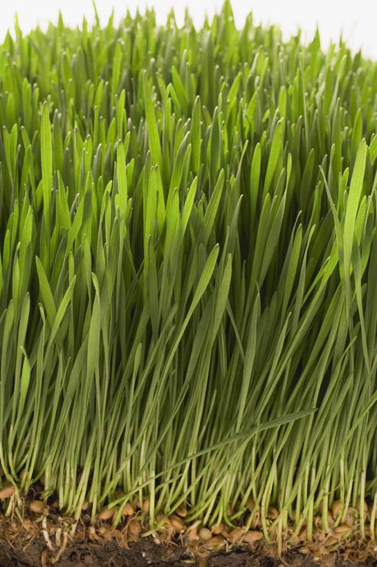 无人,竖图,俯视,室内,特写,白天,白色背景,叶子,许多,阴影,反射,影子,绿叶,嫩叶,摄影,影棚,麦草,叶,叶片,彩图,高角度拍摄,影棚拍摄,拍摄