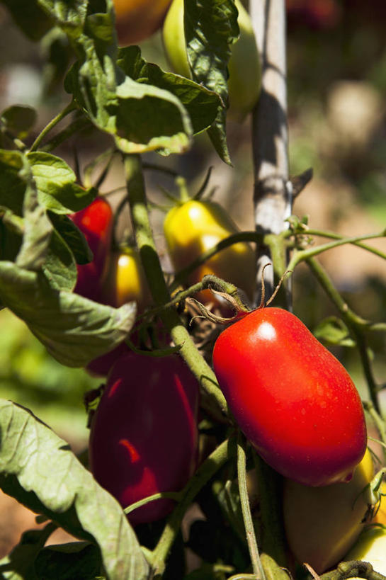 无人,农田,竖图,俯视,室外,特写,白天,庄稼,农作物,植物,蔬菜,西红柿,小番茄,叶子,吊挂,悬挂,朦胧,模糊,新鲜,纹理,食品,绿叶,挂,食物,绿色,嫩叶,有机食品,绿色食品,肌理,小西红柿,樱桃小番茄,珍珠小番茄,叶,叶片,叶脉,樱桃番茄,圣女果,番茄,彩图,高角度拍摄,耕地,庄稼田