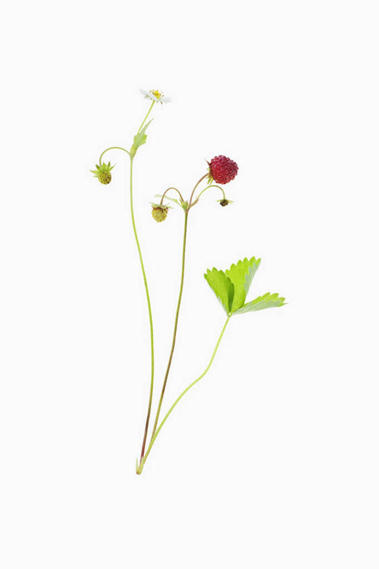 无人,竖图,俯视,室内,特写,白天,白色背景,餐桌,桌子,浆果,水果,叶子,阴影,新鲜,反射,影子,生食,食品,果实,绿叶,一颗,食物,红色,绿色,嫩叶,摄影,有机食品,绿色食品,影棚,餐台,野草莓,叶,叶片,洋莓,彩图,高角度拍摄,影棚拍摄,拍摄