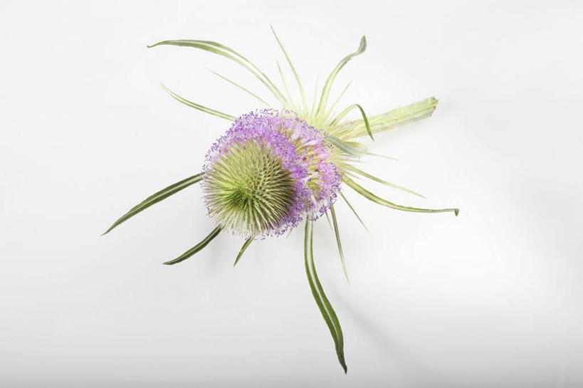 无人,横图,俯视,室内,特写,白天,白色背景,植物,餐桌,桌子,阴影,盛开,反射,影子,草药,药草,花蕾,中药,花,花瓣,花朵,鲜花,一朵,花苞,花蕊,摄影,影棚,餐台,药材,中草药,起绒草,中药材,本草,川续断,川续断然,刺芹儿,彩图,高角度拍摄,影棚拍摄,拍摄,起绒草组