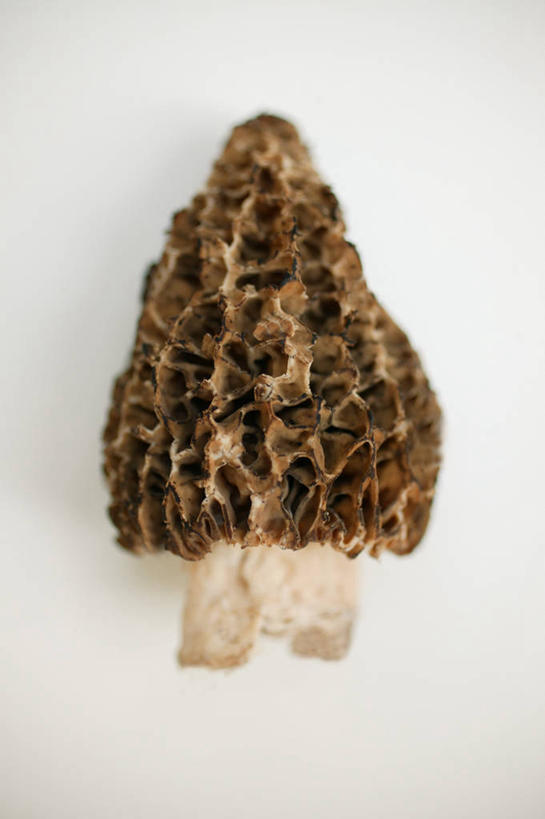 无人,竖图,俯视,室内,特写,白天,白色背景,桌面,桌子,蔬菜,阴影,新鲜,反射,木制,影子,菌菇,食品,棕色,菌类,食物,一个,木制品,食用菌,摄影,有机食品,绿色食品,影棚,单个,羊肚菇,羊肚菜,羊肚菌,羊蘑,美味羊肚菌,彩图,高角度拍摄,影棚拍摄,拍摄