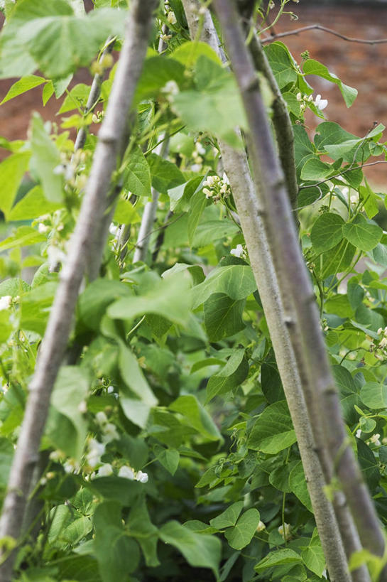 无人,农田,竖图,室外,特写,白天,正面,庄稼,农作物,美景,植物,豆,蔬菜,叶子,朦胧,模糊,新鲜,景观,豆类,豆子,食品,绿叶,架子,食物,自然,嫩叶,景色,有机食品,绿色食品,支撑,固定,自然风光,豆科,青大豆,叶,叶片,青豆,彩图,耕地,庄稼田