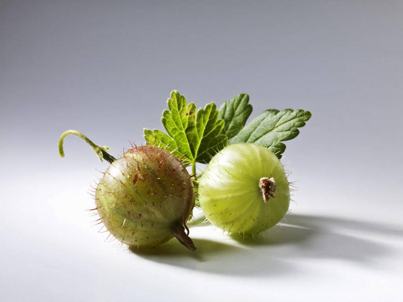 无人,横图,俯视,室内,特写,白天,餐桌,桌子,浆果,水果,叶子,阴影,灰色背景,新鲜,反射,影子,生食,食品,果实,绿叶,食物,两个,嫩叶,摄影,有机食品,绿色食品,影棚,餐台,穗醋栗,叶,叶片,醋栗,彩图,高角度拍摄,影棚拍摄,拍摄