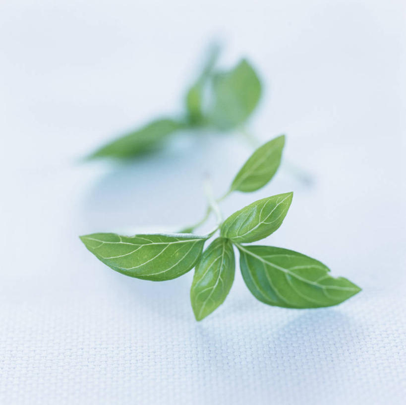 无人,横图,俯视,室内,特写,白天,植物,餐桌,桌子,叶子,阴影,反射,影子,香料,绿叶,草药,中药,香草,嫩叶,摄影,影棚,餐台,罗勒,紫苏,药材,中草药,九层塔,圣约瑟夫草,甜罗勒,兰香,中药材,本草,叶,叶片,彩图,高角度拍摄,影棚拍摄,拍摄