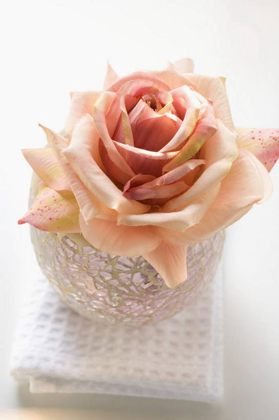 无人,竖图,俯视,室内,特写,白天,白色背景,爱情,幸福,纯洁,热情,桌面,桌子,玫瑰,阴影,盛开,反射,木制,纺织物,影子,玫瑰花,浪漫,花蕾,花,花瓣,花朵,鲜花,一朵,粉色,木制品,毛巾,花苞,花蕊,清洁,温暖,温馨,恩爱,摄影,影棚,保暖,和睦,感动,粉玫瑰,透气,防水,尊敬,储水,耐磨,吸水,天真,刺玫花,徘徊花,彩图,高角度拍摄,影棚拍摄,拍摄,融洽