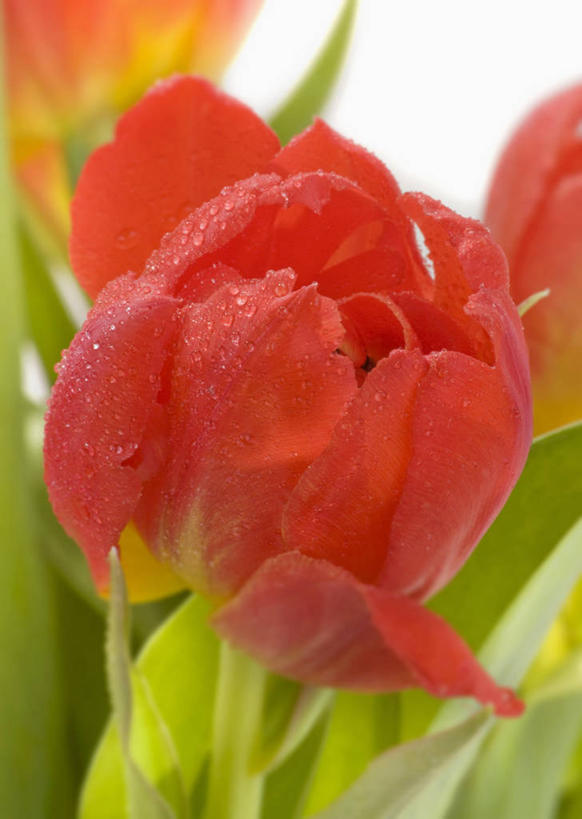 无人,竖图,室内,特写,白天,白色背景,正面,爱情,郁金香,叶子,阴影,朦胧,模糊,盛开,反射,影子,绿叶,祝福,花蕾,花,花瓣,花朵,鲜花,红色,花苞,花蕊,嫩叶,摄影,影棚,表白,荣誉,永恒,叶,叶片,郁香,洋荷花,草麝香,彩图,影棚拍摄,拍摄