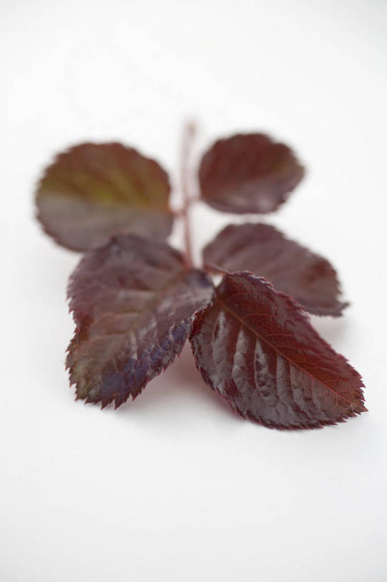 无人,竖图,俯视,室内,特写,白天,白色背景,植物,餐桌,桌子,叶子,阴影,反射,影子,草药,药草,中药,紫色,摄影,影棚,餐台,紫苏,药材,中草药,中药材,本草,赤苏,红苏,黑苏,叶,叶片,彩图,高角度拍摄,影棚拍摄,拍摄