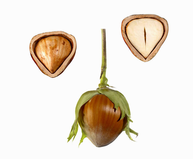 无人,横图,俯视,室内,特写,白天,白色背景,餐桌,桌子,叶子,切开,阴影,反射,影子,坚果,褐色,果实,绿叶,三颗,干果,切,嫩叶,摄影,影棚,餐台,榛子,剖面,切面,山板栗,叶,叶片,彩图,高角度拍摄,影棚拍摄,拍摄