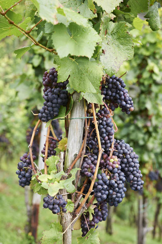 无人,果园,竖图,室外,特写,白天,正面,美景,田园,植物,葡萄,水果,叶子,许多,吊挂,悬挂,朦胧,模糊,新鲜,纹理,景观,生食,食品,果实,绿叶,很多,挂,葡萄园,食物,绿色,自然,庄园,嫩叶,景色,有机食品,绿色食品,自然风光,肌理,叶,叶片,叶脉,山葫芦,蒲桃,草龙珠,彩图,黑比诺葡萄