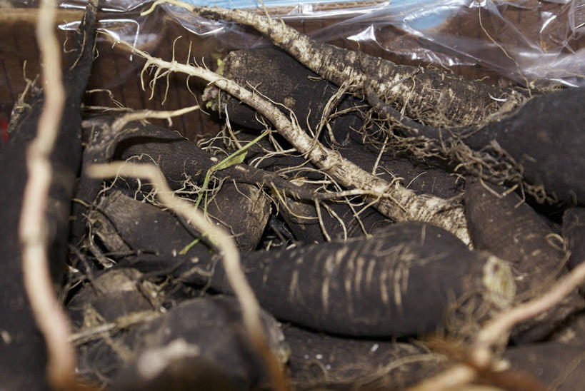 无人,农田,横图,俯视,室外,特写,白天,庄稼,农作物,美景,植物,许多,阴影,朦胧,模糊,光线,影子,景观,泥土,土壤,草药,药草,中药,阳光,自然,景色,自然风光,药材,中草药,中药材,本草,防风草,四方茎,土防风,彩图,高角度拍摄,耕地,庄稼田