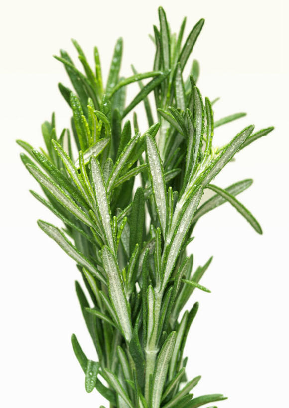 无人,竖图,室内,特写,白天,白色背景,正面,植物,餐桌,桌子,叶子,阴影,反射,纹理,影子,绿叶,绿色,嫩叶,摄影,影棚,餐台,迷迭香,肌理,海洋之露,叶,叶片,叶脉,彩图,影棚拍摄,拍摄