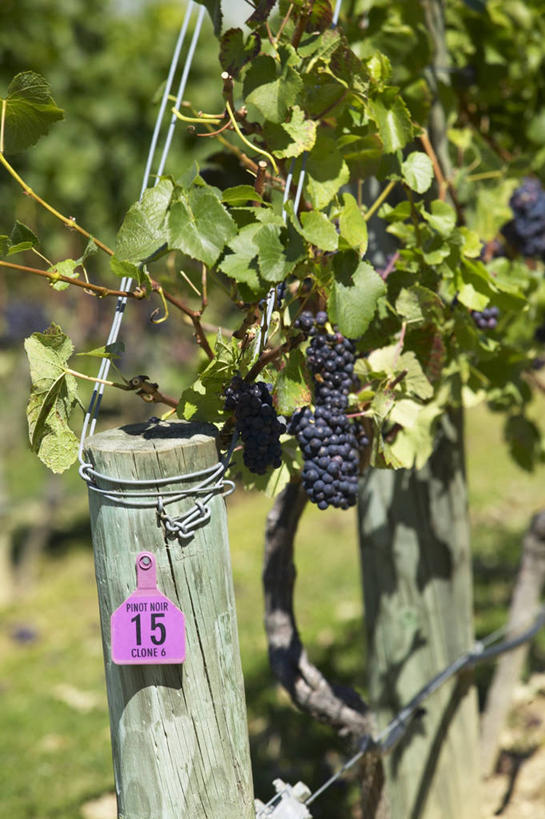 无人,果园,栏杆,竖图,俯视,室外,特写,白天,田园,植物,葡萄,水果,阴影,新鲜,光线,英文,标志,文字,影子,栅栏,字符,字母,篱笆,围栏,生食,食品,果实,果树,标识,护栏,树,树木,食物,绿色,阳光,自然,有机食品,绿色食品,生长,成长,英文字母,田庄,园子,山葫芦,蒲桃,草龙珠,彩图,高角度拍摄,黑比诺葡萄