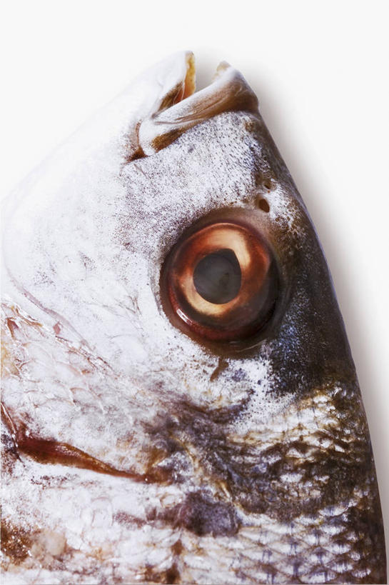 头,无人,竖图,俯视,室内,特写,白天,餐桌,桌子,一条,阴影,反射,鱼,影子,鱼类,餐台,鲈鱼,花鲈,鲈板,鲈子鱼,头部,半身,彩图,高角度拍摄