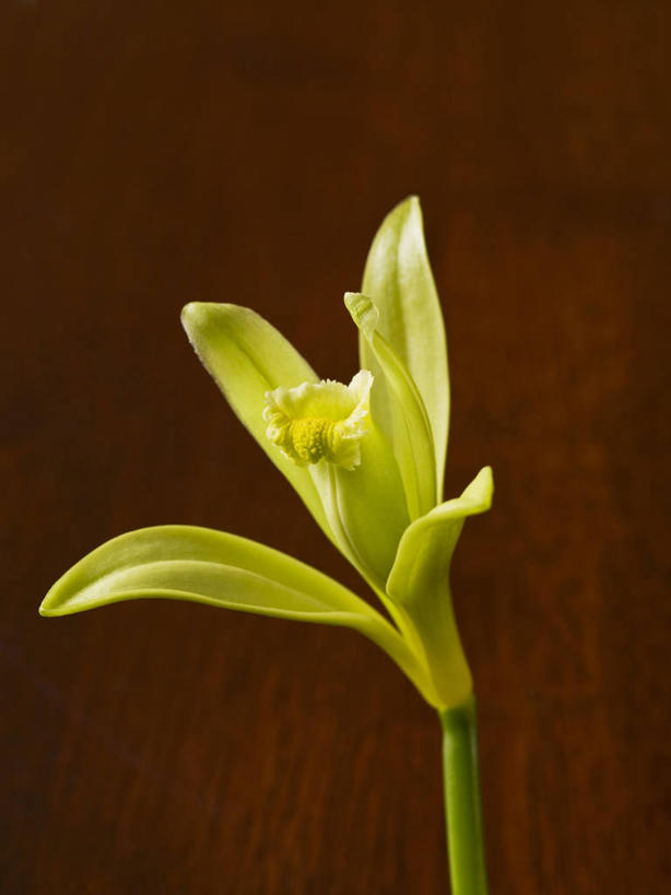 无人,竖图,室内,特写,白天,正面,植物,阴影,盛开,反射,影子,草药,药草,花蕾,中药,花,花瓣,花朵,鲜花,一朵,绿色,花苞,花蕊,清热,摄影,影棚,褐色背景,药材,中草药,香草兰,中药材,本草,解毒,婆绒花,山薄荷,石母草,彩图,影棚拍摄,拍摄