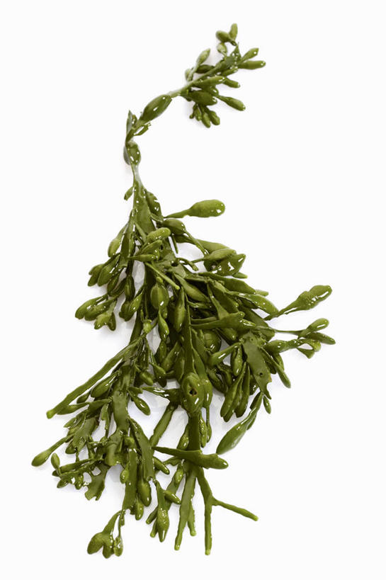 无人,竖图,俯视,室内,特写,白天,白色背景,植物,桌面,桌子,叶子,阴影,反射,木制,纹理,影子,绿叶,绿色,木制品,嫩叶,海藻,摄影,影棚,海草,肌理,叶,叶片,叶脉,彩图,高角度拍摄,影棚拍摄,拍摄